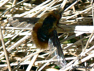 Svävflugor Bombylius major