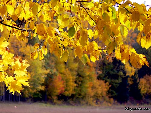 Höstens bilder