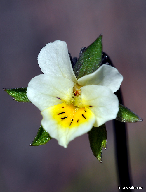 Åkerviol Viola arvensis Murr
