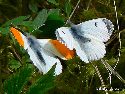 Aurorafjärilar Anthocaris cardamines