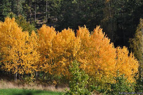 Höstens färger