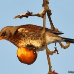 Björktrast Turdus pilaris