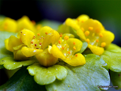 Gullpudra Chrysosplenium alternifolium