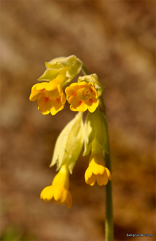 Gullviva Primula veris