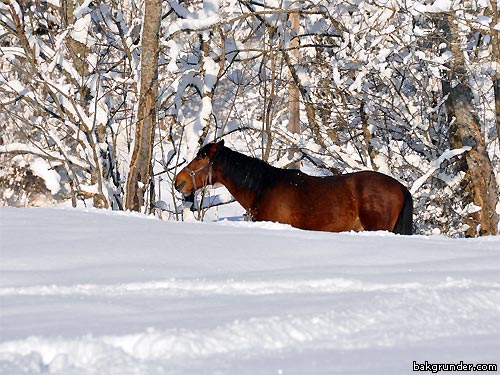 Häst i en hästhage under vintern