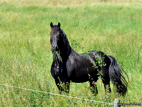 Black beauty Vacker svart häst