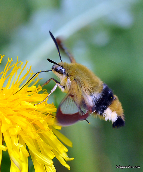 Humlelik dagsvärmare Hemaris fuciformis Humlelik dagsvärmare Hemaris fuciformis