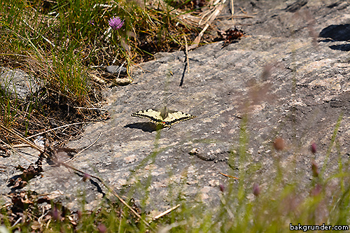 Makaonfjäril Papilio machaon