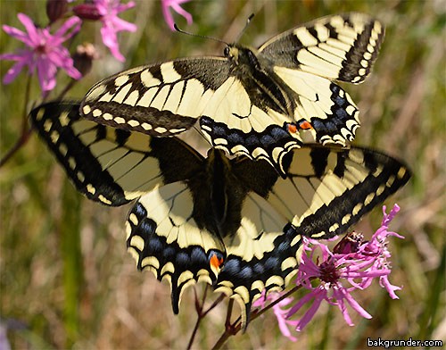 Makaonfjärilar Papilio machaon
