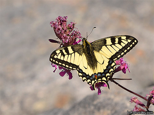 Makaonfjärilen Papilio machaon