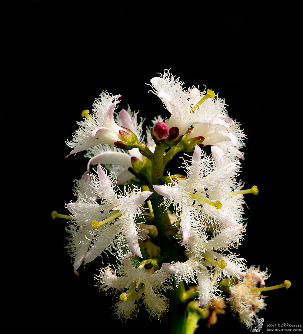 Vattenklöver (Menyanthes trifoliata)