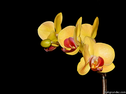 Gula orkidéer