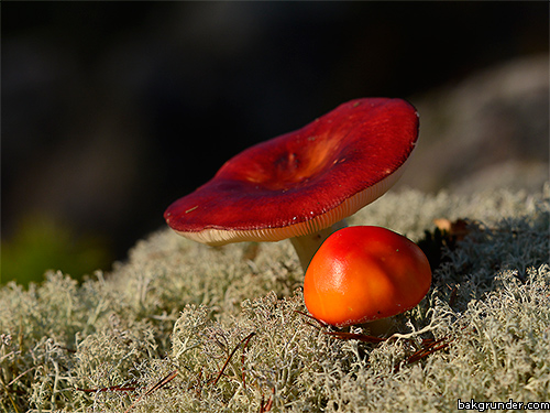 Röda svampar