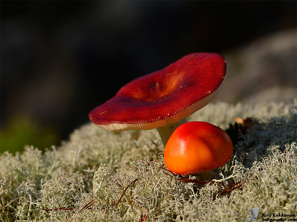 Röda svampar
