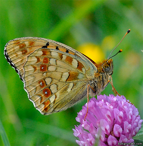 Skogspärlemorfjäril Argynnis adippe cleodoxa Skogspärlemorfjäril Argynnis adippe cleodoxa
