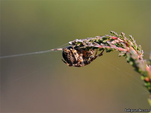 Spindel på tråden
