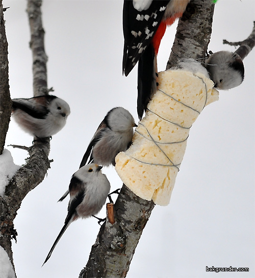 Stjärtmesar Aegithalos caudatus