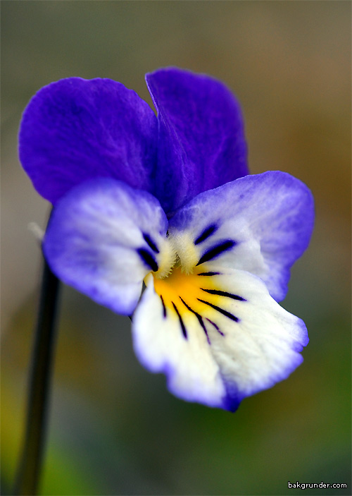 Styvmorsviol Viola tricolor L