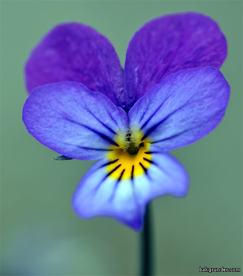 Styvmorsviol Viola tricolor L