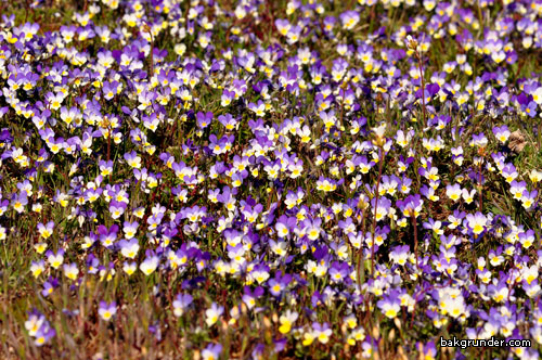 Styvmorsvioler Viola tricolor L