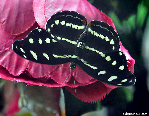 Tropiska fjärilar - Exotiska fjärilar