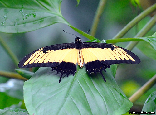 Tropiska fjärilar - Exotiska fjärilar