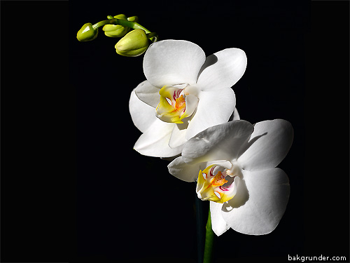 Vita orkidéer