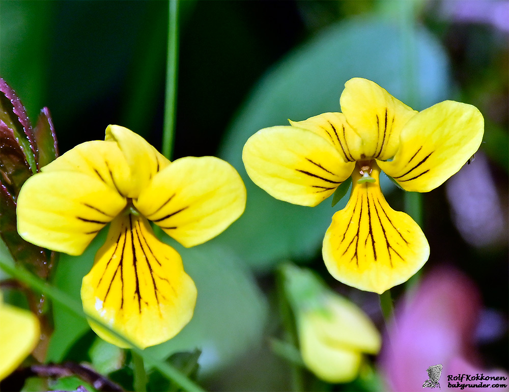 Fjällviol Viola biflora