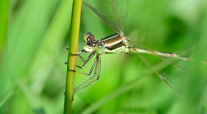 Vandrande smaragdflickslända Lestes barbarus