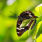 Aspfjäril Limenitis populi